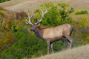elk hunting mistakes