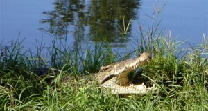 Alligators in Zapata Peninsula