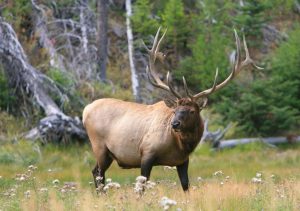 elk hunting tipsl