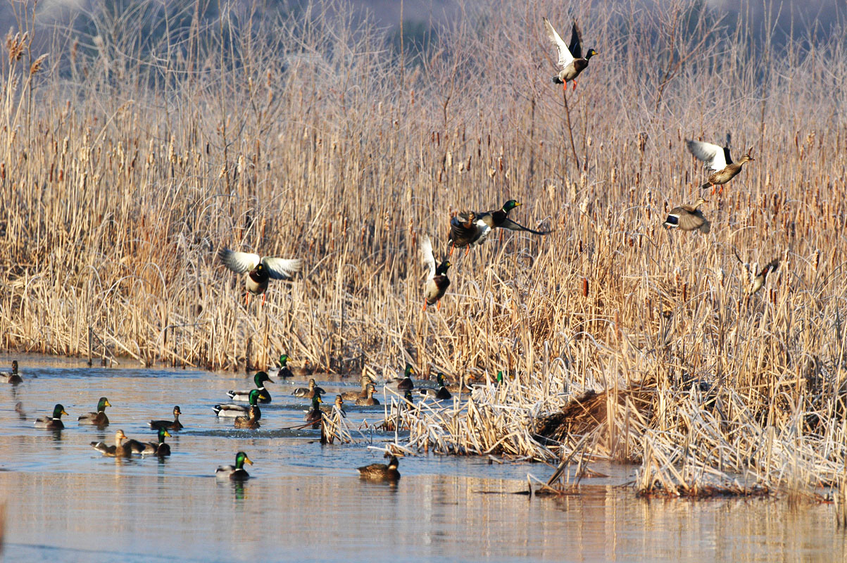 The Best Duck Hunt Tips