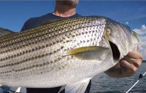 how to striper fish