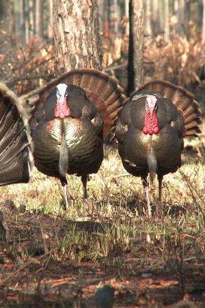 turkey_hunting