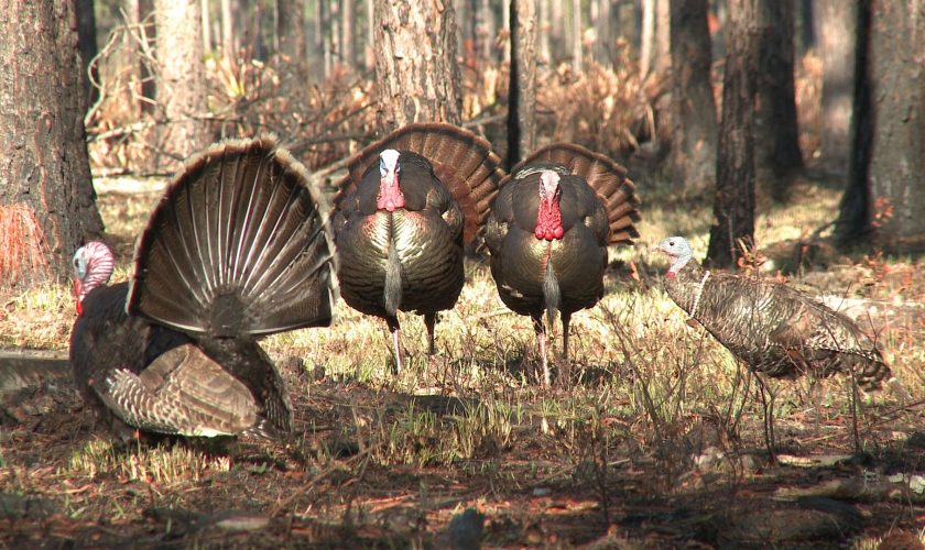 turkey_hunting