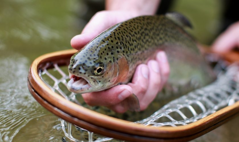 trout_fishing